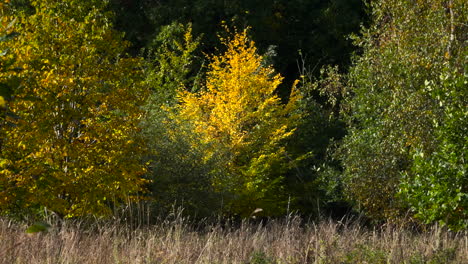 Un-Joven-álamo-Muestra-Su-Follaje-De-Otoño-De-Color-Amarillo-Brillante-En-Un-Bosque-De-Warwickshire,-Inglaterra