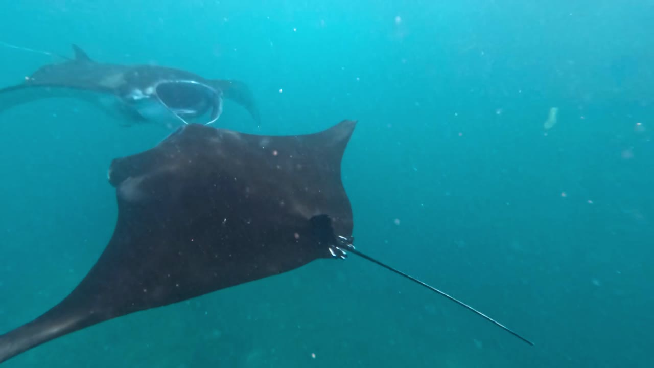 Tropical Vacations, Socorro Manta Dive, Exotic Creatures, Marine Wildlife
