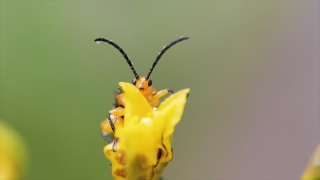 blister beetle on yellow flower close-up