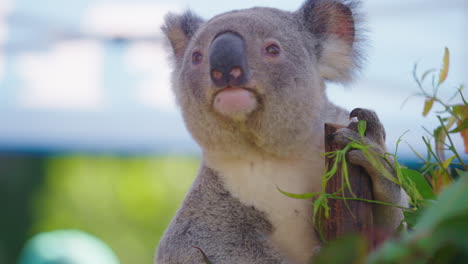 4k-Cerca-De-Lindo-Oso-Koala-Gris-Esponjoso-Sentado-En-El-árbol,-Mirando-Alrededor,-Cámara-Lenta