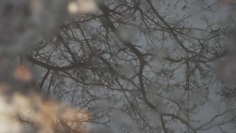 un suelo lleno de hojas, principalmente hojas de roble con el reflejo del cielo y árboles en el agua