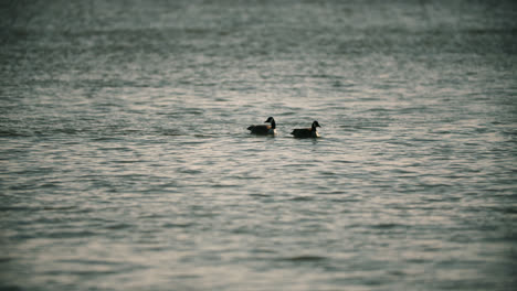 pair of wild canadian geese swimming in calm lake water during summer sunset