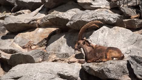 Großer-Steinbock-Sitzt-Auf-Dem-Felsen-Und-Versucht-Zu-Schlafen