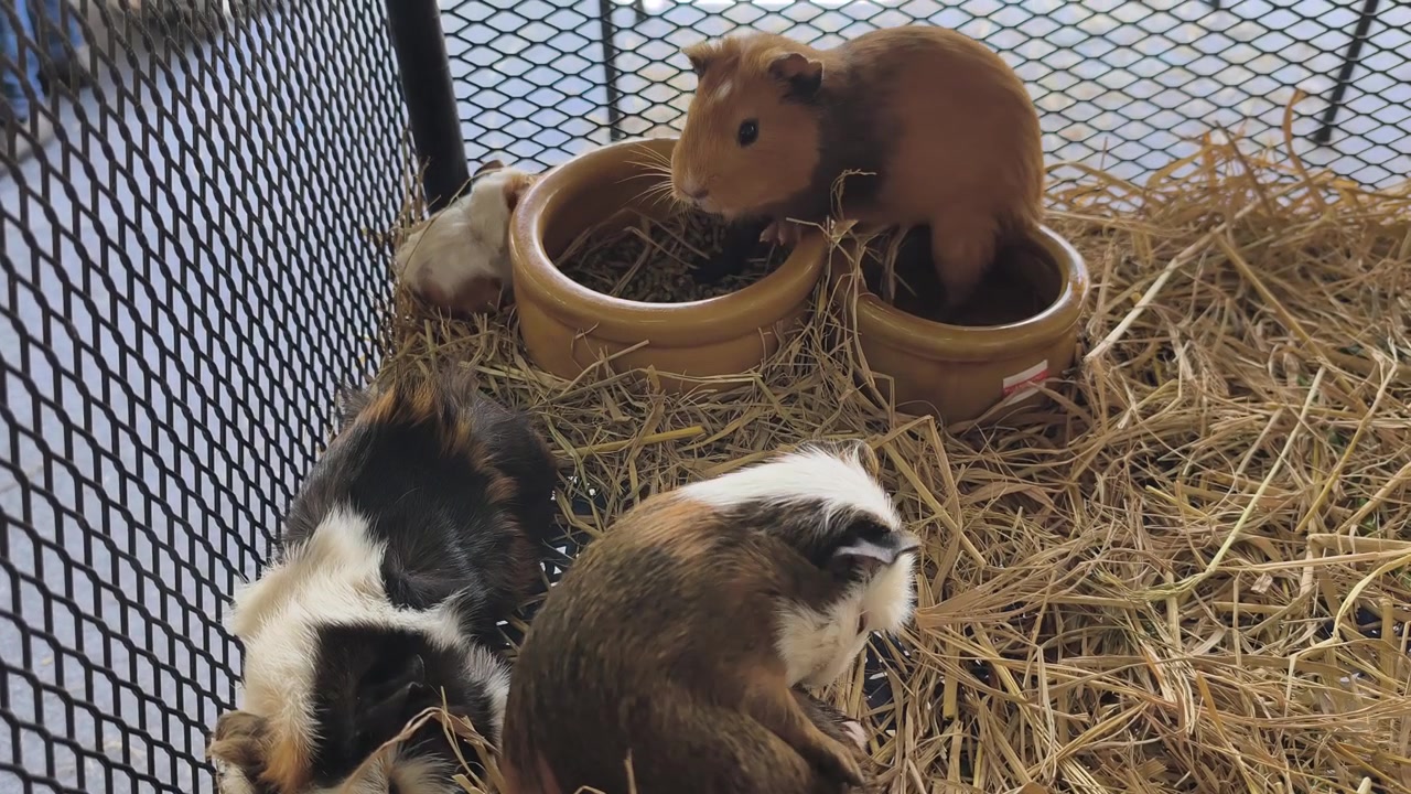 Un gruppo di adorabili porcellini d'India si rilassa all'interno di una comoda gabbia per animali domestici. Interagiscono delicatamente tra loro. Questa scena affascinante cattura roditori domestici in un habitat interno pulito.