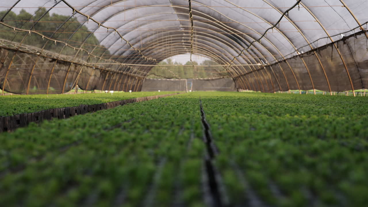 Greenhouse interior with rows of vibrant young seedling plants in a structured layout.