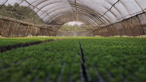 greenhouse interior with rows of vibrant young seedling plants in a structured layout.
