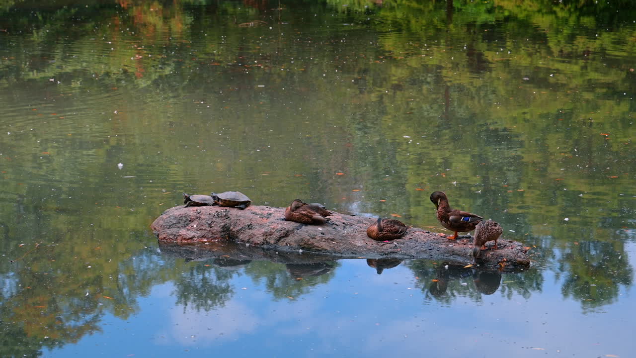 Ducks in Central Park. Ducks and turtles enjoy a sunny day on a rock in the tranquil waters of Central Park, Manhattan during summer