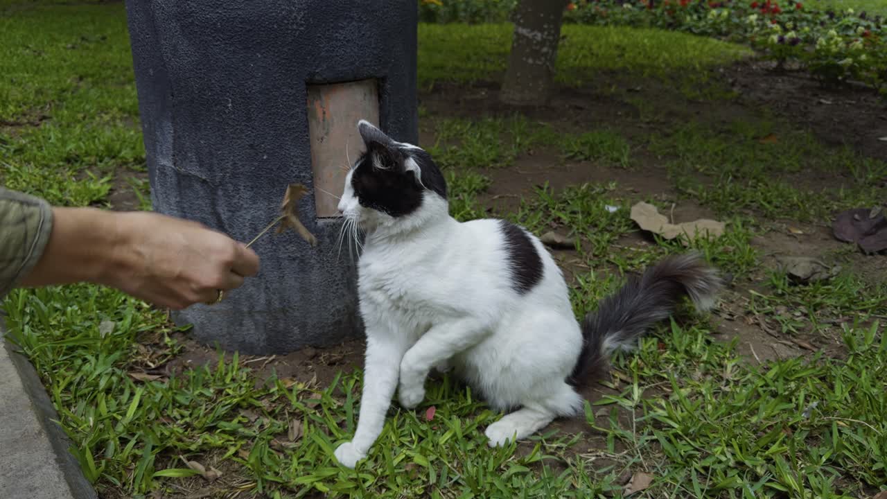Playful cat on the grass in a park, part of the famous Kennedy Park in Miraflores
