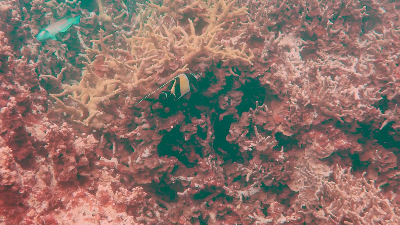 Un idolo moresco nuota attraverso una variegata barriera corallina nelle acque limpide dell'Oceano Pacifico.