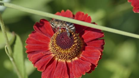 vista de cerca de una abeja melífera polinizando una flor roja y comiendo néctar