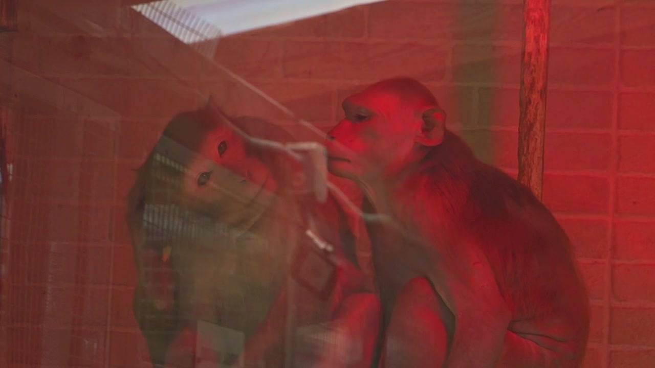 Monkeys are seen through a glass viewing window inside a red experimental room, confined within a controlled research environment. The scene conveys the isolation and restricted conditions of captive