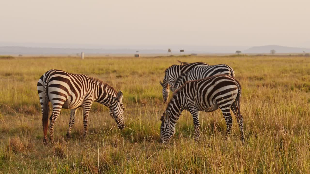 Movimento lento della fauna selvatica africana, mandria di zebre che pascola nella savana, animali in safari africano nel Masai Mara in Kenya al Maasai Mara, bellissima luce solare del tramonto nell'ora d'oro, ripresa Steadicam