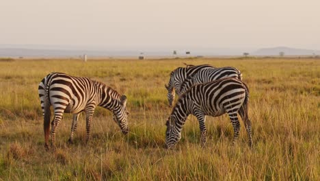 Slow-Motion-of-Africa-Wildlife,-Zebra-Herd-Grazing-Savannah,-Animals-on-African-Safari-in-Masai-Mara-in-Kenya-at-Maasai-Mara,-Beautiful-Golden-Hour-Sunset-Sun-Light,-Steadicam-Shot