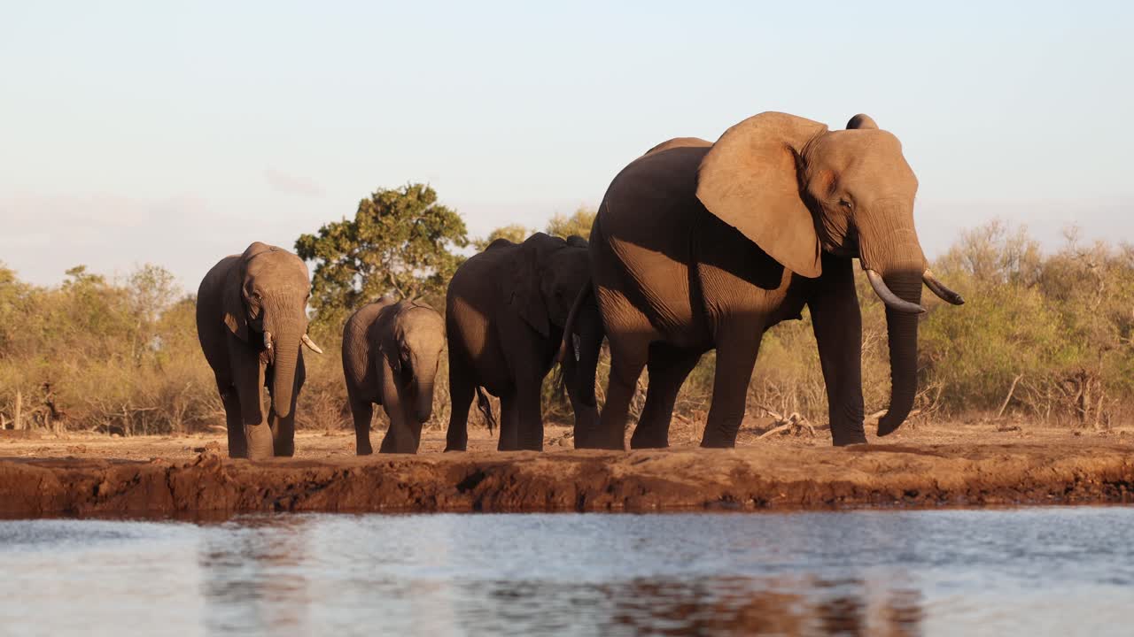 A herd of African elephant walking towards a waterhole in front of an underground hide. Filmed from a low angle in beautiful golden light, Mashatu Game Reserve, Botswana