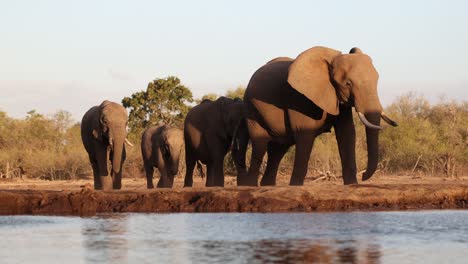 a herd of african elephant walking towards a waterhole in front of an underground hide. filmed from a low angle in beautiful golden light, mashatu game reserve, botswana