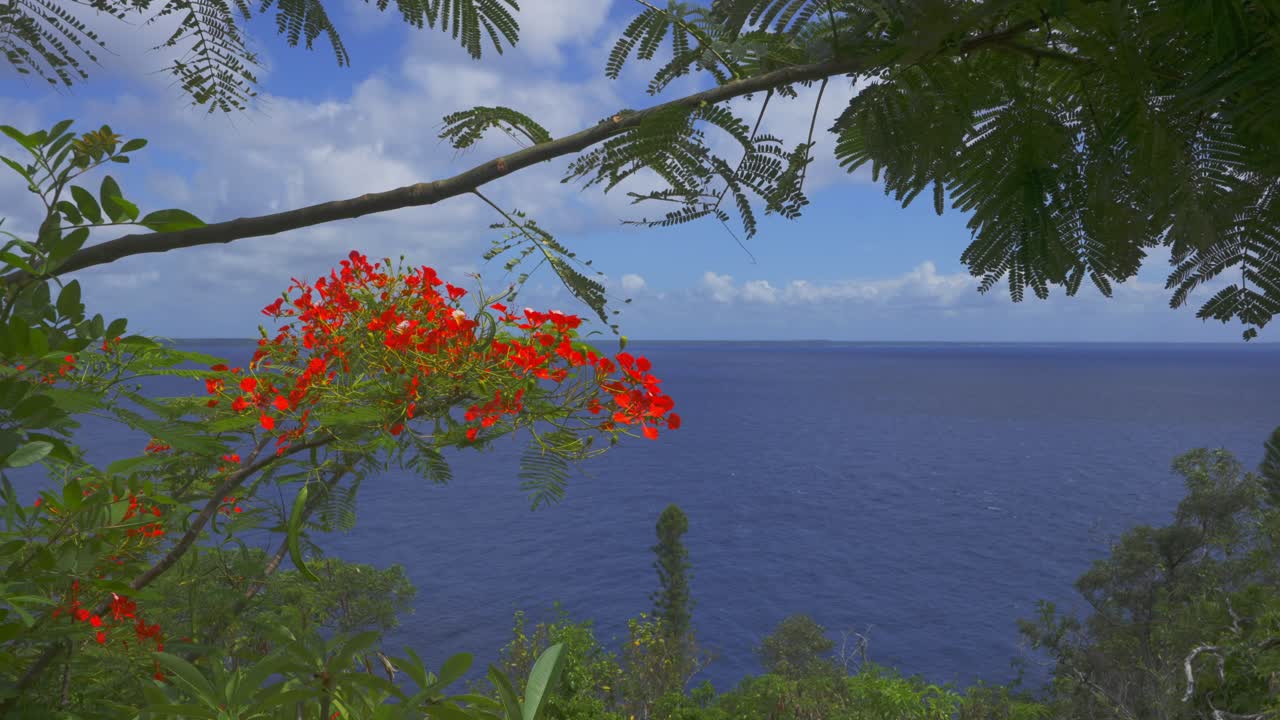 una mirada detallada a las ramas de un árbol extravagante con flores rojas durante el día con el mar detrás