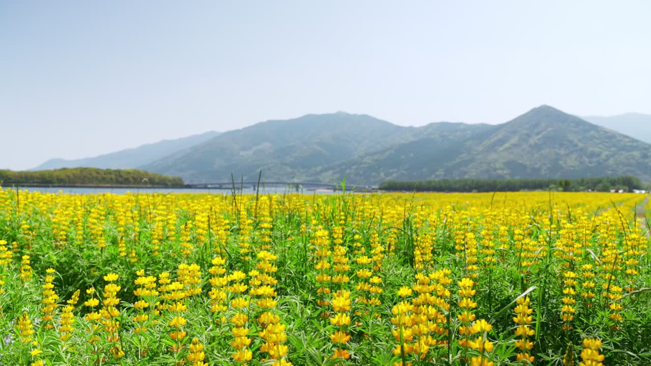 봄의 따뜻한 바람에 불어오는 루핀