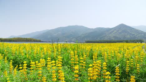 lupino de i soplado por la cálida brisa de primavera