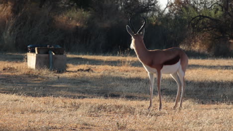 un springbuck escucha un ruido en la distancia y mira a su alrededor