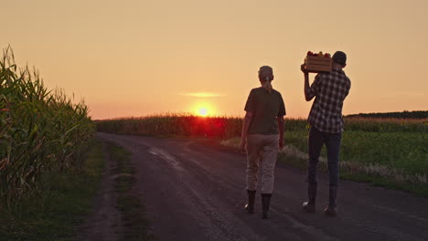 farmers harvesting at sunset