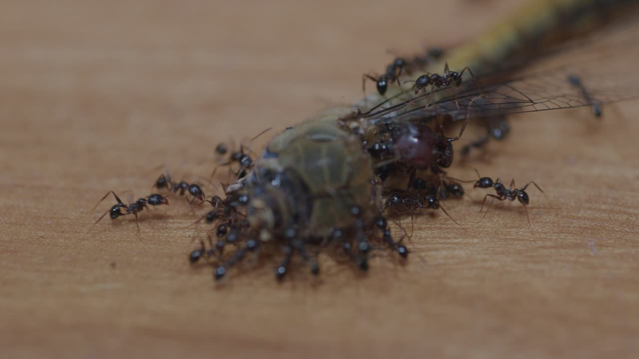 Macro shot showing a group of ants (Formicidae) moving the remains of a dead dragonfly (Anisoptera) on a wooden surface, highlighting cooperative insect behavior