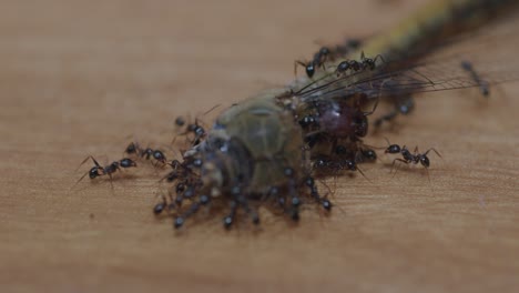macro shot showing a group of ants (formicidae) moving the remains of a dead dragonfly (anisoptera) on a wooden surface, highlighting cooperative insect behavior