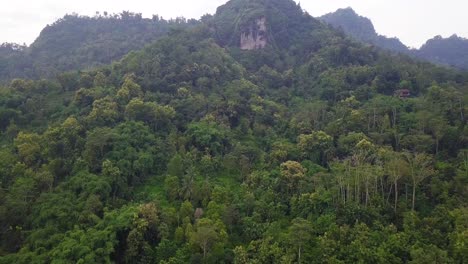 Ascending-aerial-shot-of-dense-green-colored-forest-treetops-on-mountain