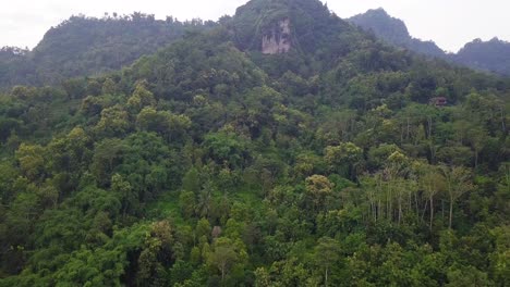 ascending aerial shot of dense green colored forest treetops on mountain