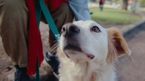 cute dog being petted by owner in the park