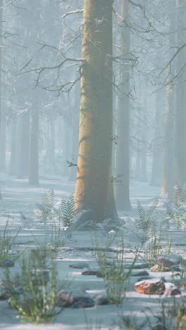 a snowy forest with fog