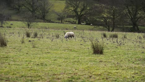 sheep in a field in the english countryside in lancashire