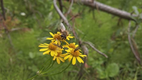 bee and flies fly away on yellow balsamroot flowers pollinating canadian rockies