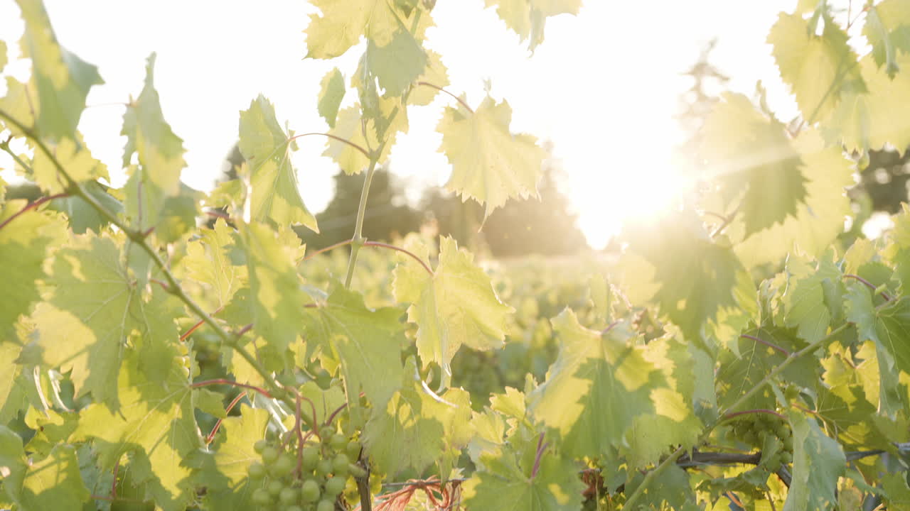 포도밭에 푸른 포도송이를 통해 포도원의 렌즈 플레어