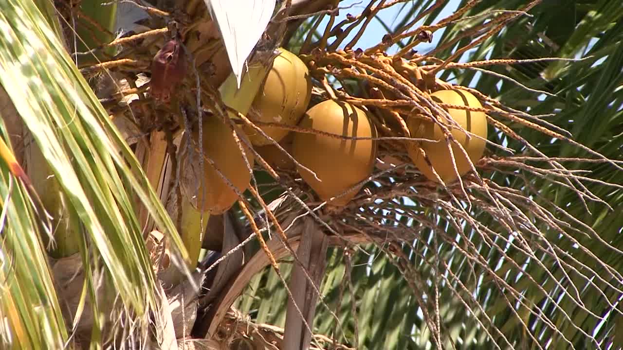 primer plano de palmera con cocos
