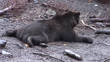 black bear lying down completely flat on his belly in a rainy day