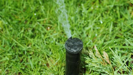 close-up of watering the garden, grass and flowers in the park, water drops in the sunlight. automatic watering system for the grass and flowers. drops of water are splashed in the sunlight.