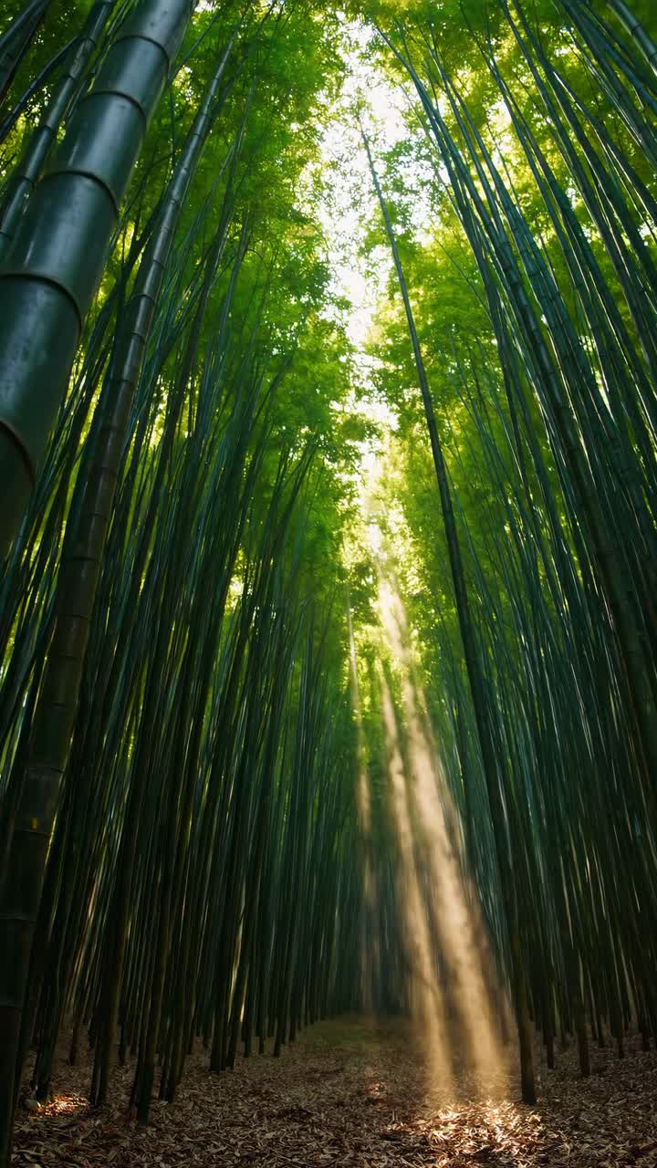 A serene video scene captures sunlight streaming through towering bamboo from a low-angle