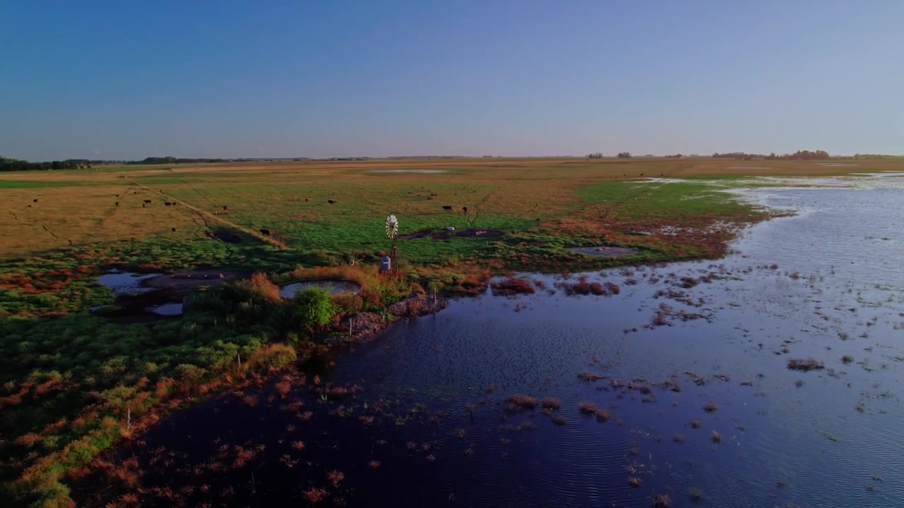 Imagem orbital de drone de um moinho de vento tradicional de metal e um rebanho de gado em um pasto inundado ao pôr do sol. Iluminação cinematográfica da hora dourada sobre vastas planícies agrícolas.