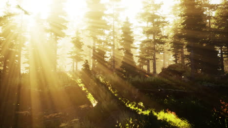 forest of beech trees illuminated by sunbeams through fog