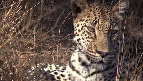 Close-up-of-young-male-leopard-shaking-its-head-by-tall-grass-straws