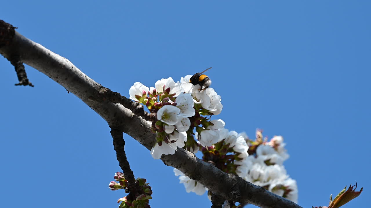 Close up of a bee approaching cherry blossoms against blue sky