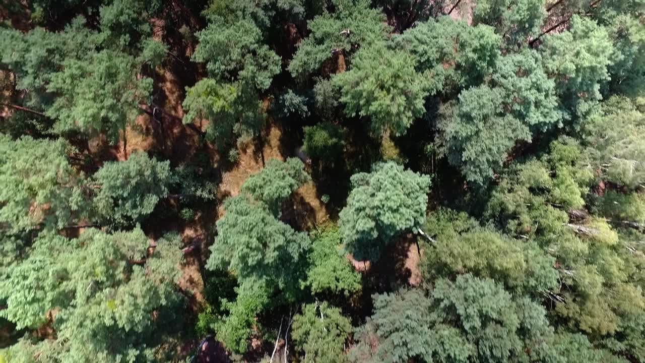 從上面看的森林