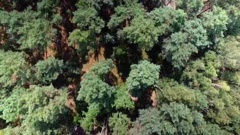 bosque desde arriba