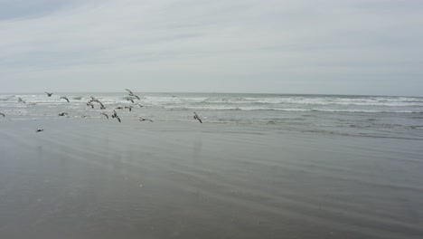 ocean beach seagulls flying near the waves