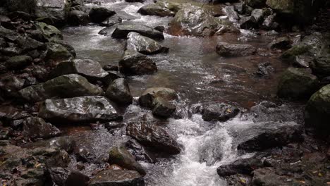 Close-view-of-Cave-Creek-from-the-walking-trail,-Natural-Bridge,-Springbrook-National-Park