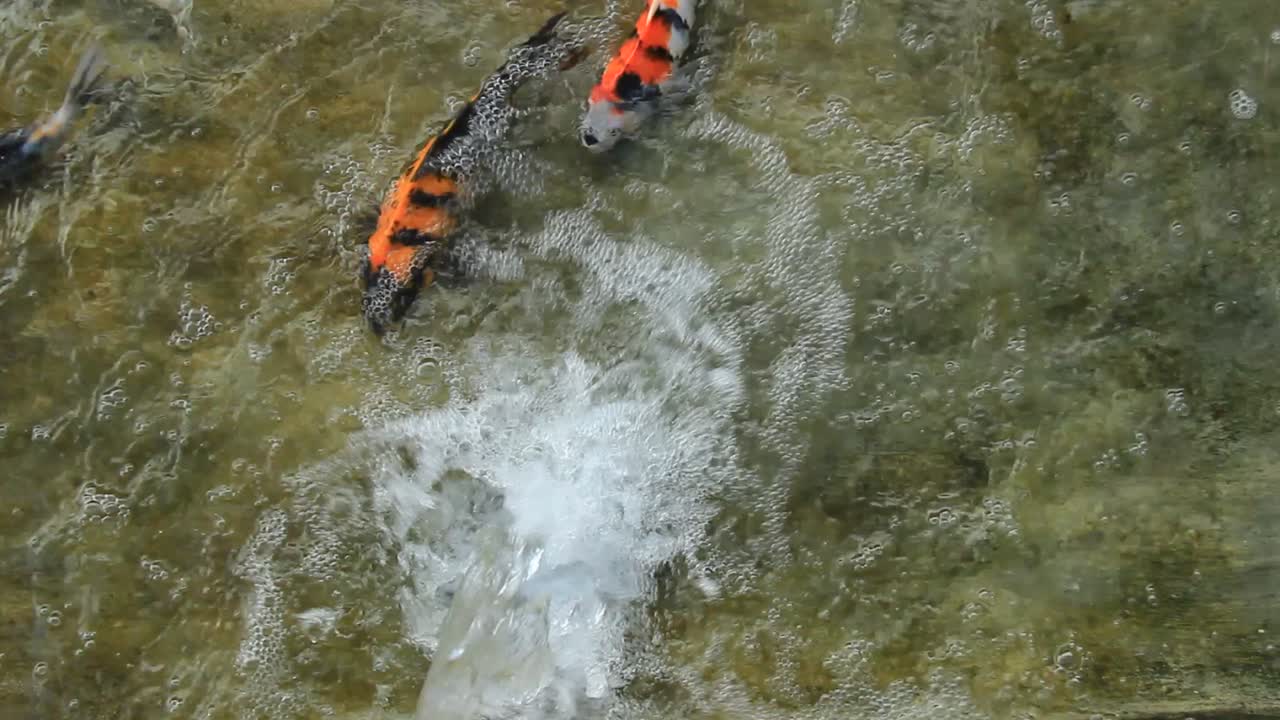 a collection of koi fish in a clear and choppy pond
