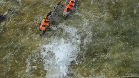 a collection of koi fish in a clear and choppy pond