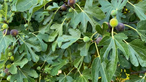 close-up view of figs on a fig tree