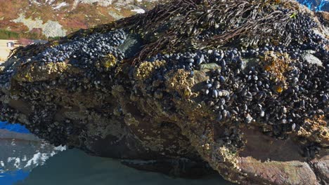 huge rock on the seashore colonized by seaweeds and mussels