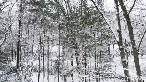 bosques locales cubiertos y cubiertos por una capa de nieve fresca.